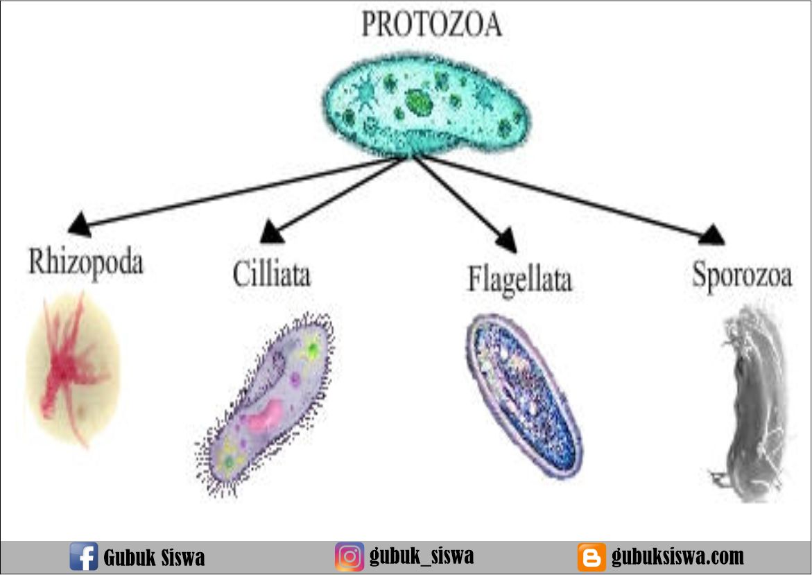 Detail Contoh Gambar Protista Mirip Hewan Nomer 54