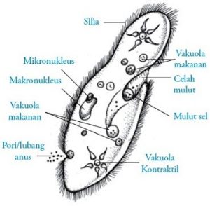 Detail Contoh Gambar Protista Mirip Hewan Nomer 7