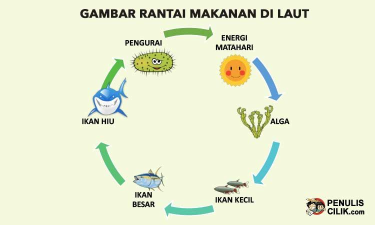 Detail Contoh Gambar Rantai Makanan Di Sawah Nomer 2