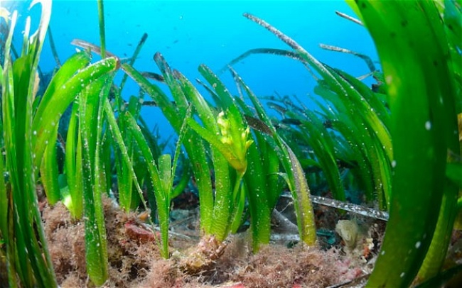 Detail Contoh Gambar Rumput Laut Nomer 19