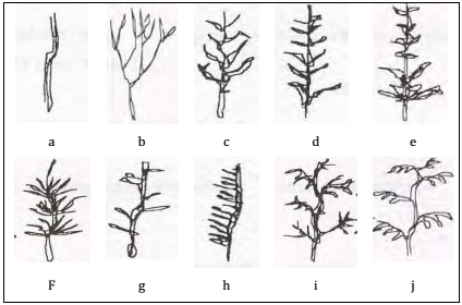 Detail Contoh Gambar Rumput Laut Nomer 46