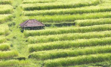 Detail Contoh Gambar Sawah Nomer 29