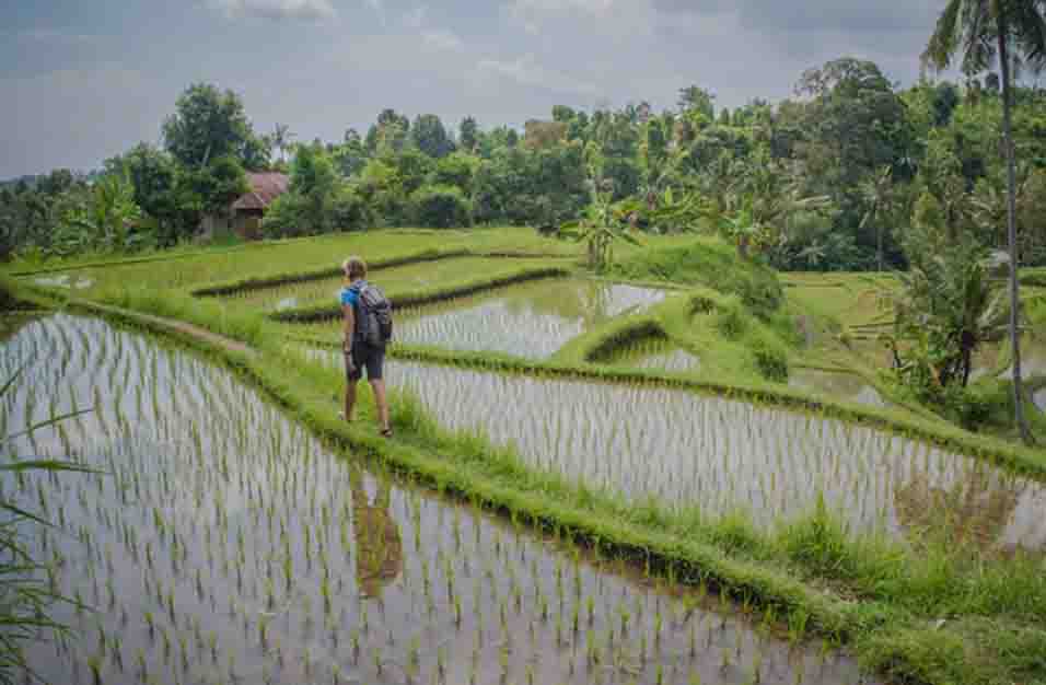 Detail Contoh Gambar Sawah Nomer 38