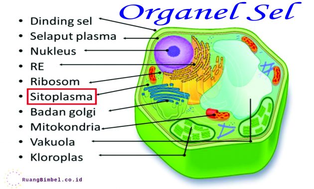 Detail Contoh Gambar Sel Nomer 17