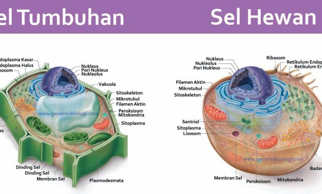 Detail Contoh Gambar Sel Nomer 54