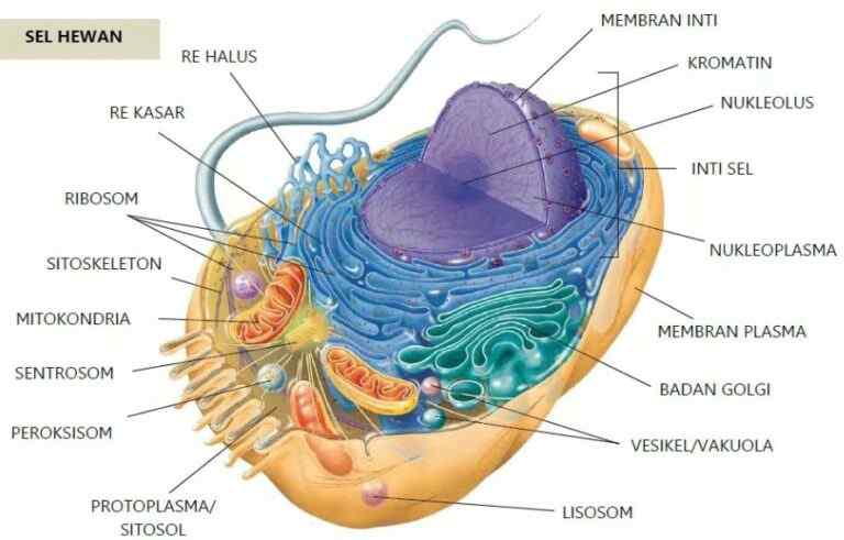 Detail Contoh Gambar Sel Hewan Nomer 34