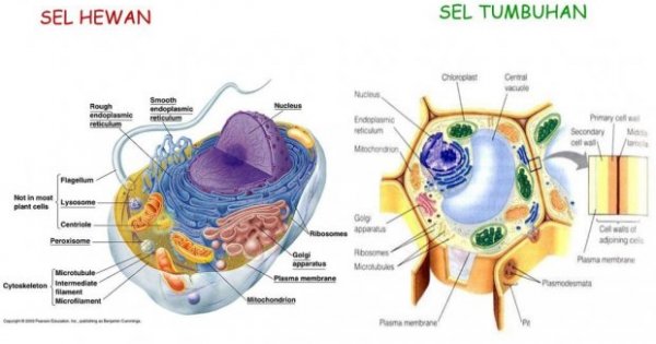 Detail Contoh Gambar Sel Hewan Dan Tumbuhan Nomer 4