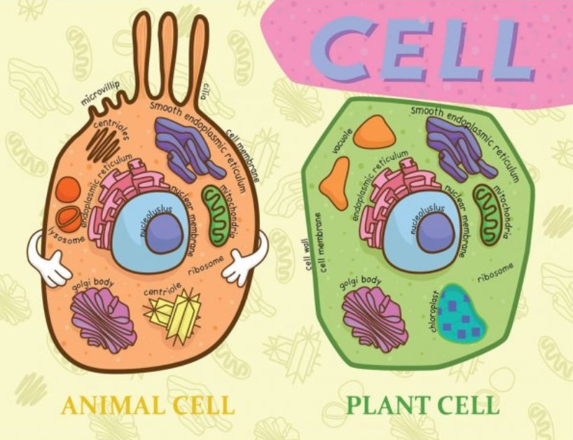 Detail Contoh Gambar Sel Hewan Dan Tumbuhan Nomer 34