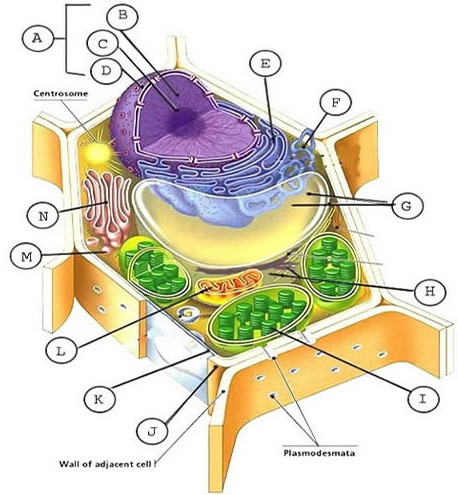 Detail Contoh Gambar Sel Hewan Dan Tumbuhan Nomer 38