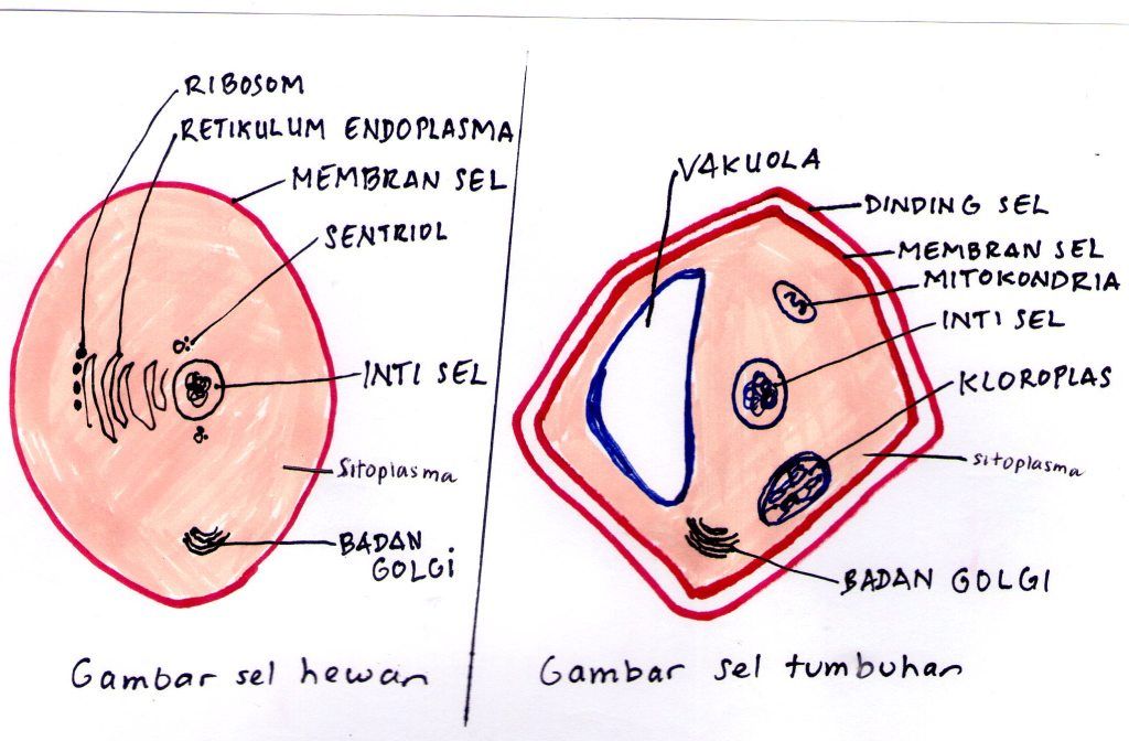 Detail Contoh Gambar Sel Hewan Dan Tumbuhan Nomer 44