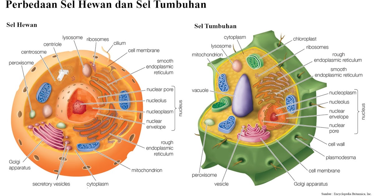 Detail Contoh Gambar Sel Hewan Dan Tumbuhan Nomer 7