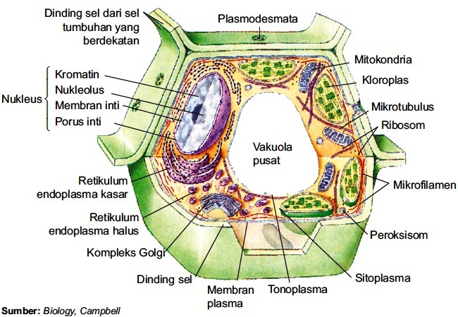 Detail Contoh Gambar Sel Tumbuhan Nomer 37