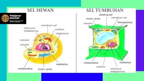 Detail Contoh Gambar Sel Tumbuhan Nomer 41