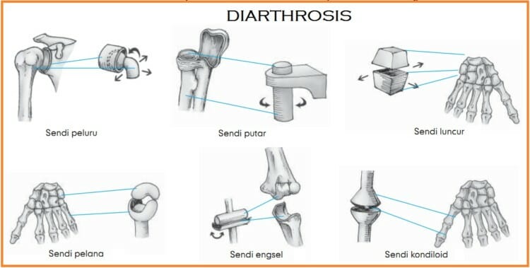 Detail Contoh Gambar Sendi Engsel Nomer 4