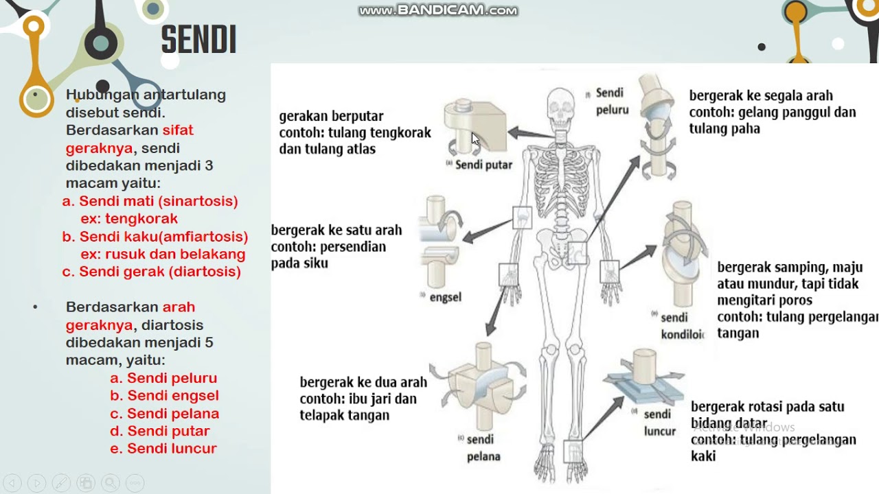 Detail Contoh Gambar Sendi Engsel Nomer 37