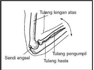 Detail Contoh Gambar Sendi Engsel Nomer 9