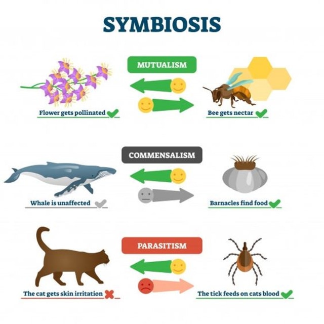 Detail Contoh Gambar Simbiosis Komensalisme Nomer 26