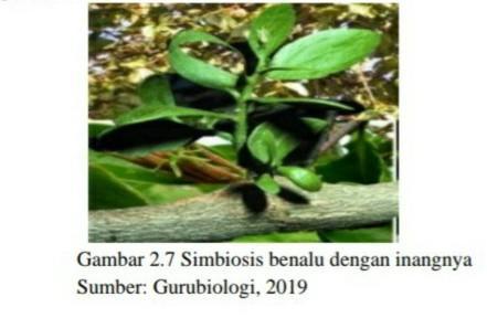 Detail Contoh Gambar Simbiosis Parasitisme Nomer 52