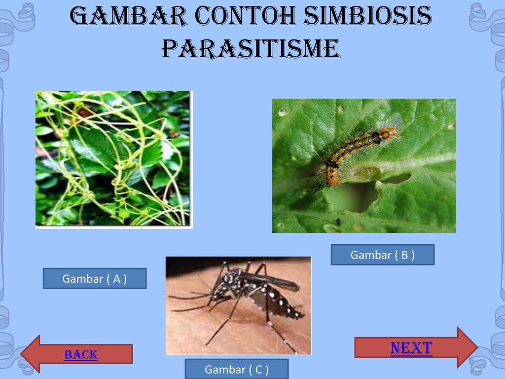 Detail Contoh Gambar Simbiosis Parasitisme Nomer 54