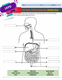 Detail Contoh Gambar Sistem Pencernaan Nomer 41