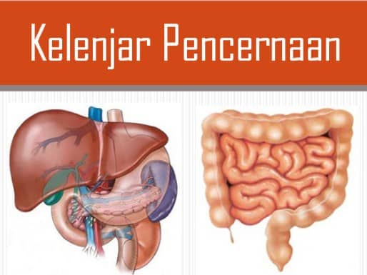 Detail Contoh Gambar Sistem Pencernaan Nomer 47