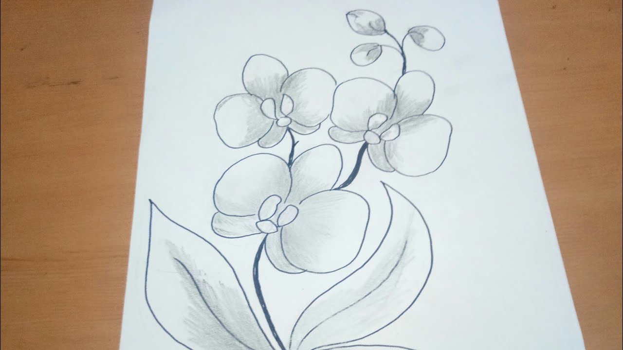 Detail Contoh Gambar Sketsa Bunga Anggrek Nomer 2