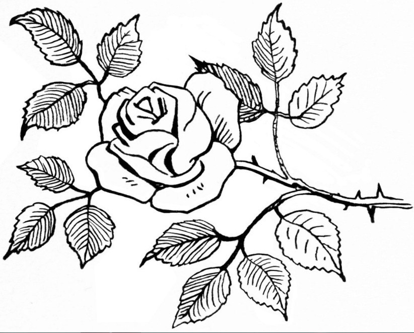Detail Contoh Gambar Sketsa Bunga Mawar Nomer 56