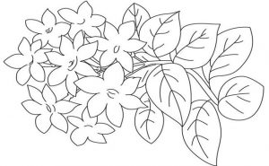 Detail Contoh Gambar Sketsa Bunga Melati Nomer 42