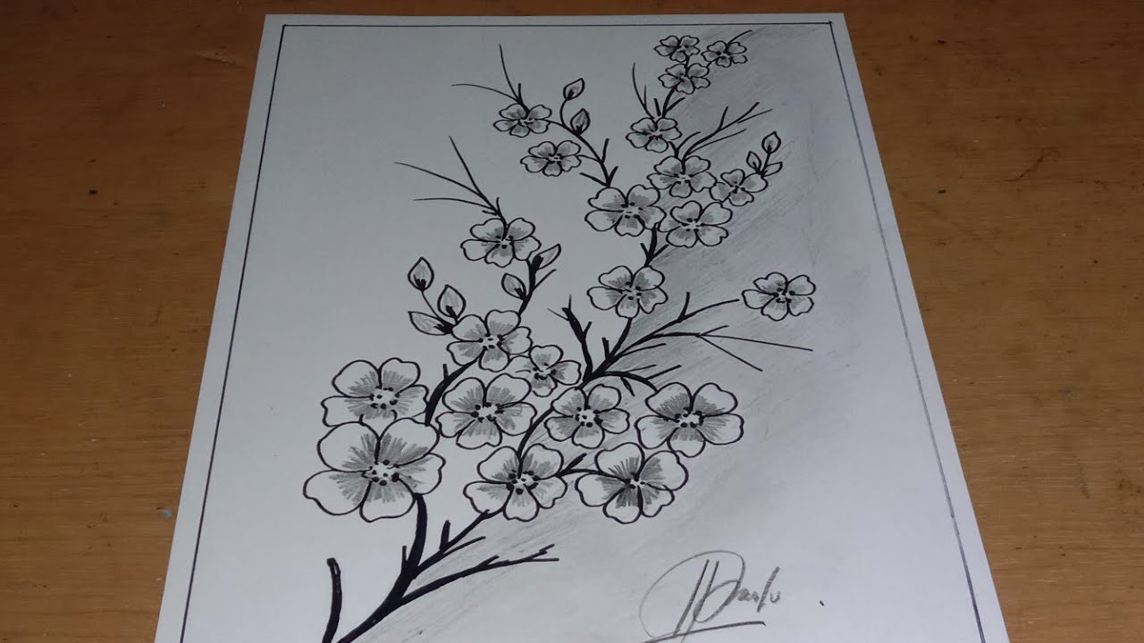 Detail Contoh Gambar Sketsa Bunga Sakura Nomer 2