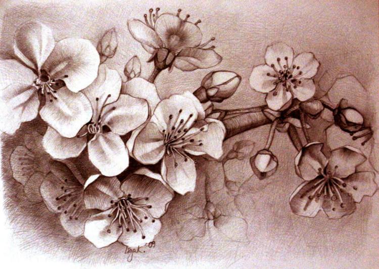 Detail Contoh Gambar Sketsa Bunga Sakura Nomer 22