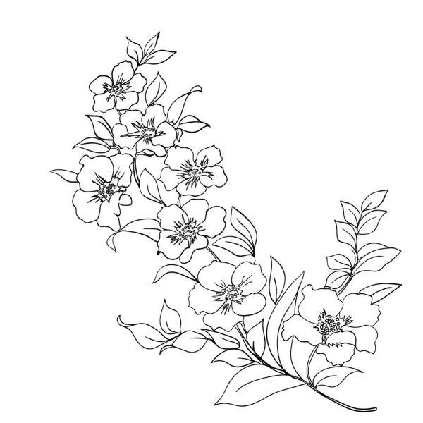 Detail Contoh Gambar Sketsa Bunga Sakura Nomer 23