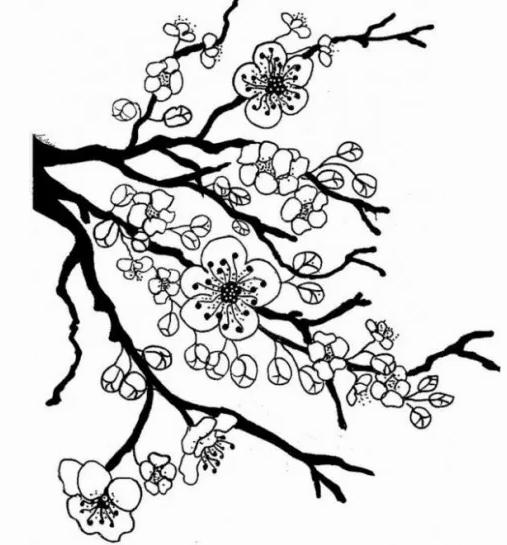 Detail Contoh Gambar Sketsa Bunga Sakura Nomer 29