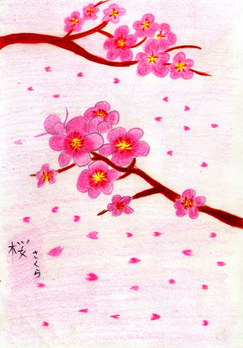 Detail Contoh Gambar Sketsa Bunga Sakura Nomer 37