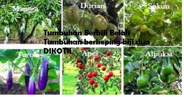 Detail Contoh Gambar Tanaman Dikotil Nomer 23