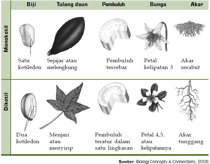 Detail Contoh Gambar Tanaman Dikotil Nomer 56