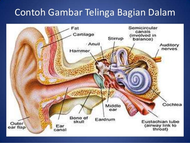 Detail Contoh Gambar Telinga Nomer 47