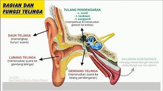 Detail Contoh Gambar Telinga Nomer 51