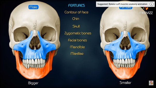 Detail Contoh Gambar Tengkorak Nomer 54