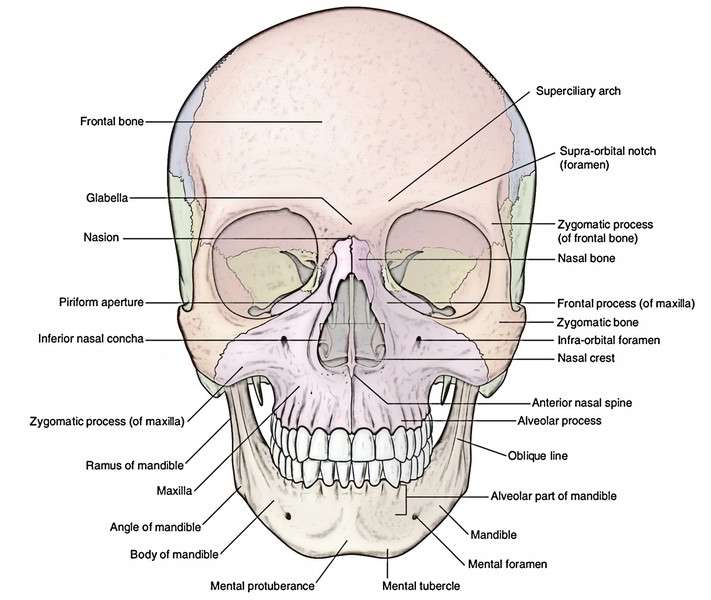 Detail Contoh Gambar Tengkorak Nomer 10