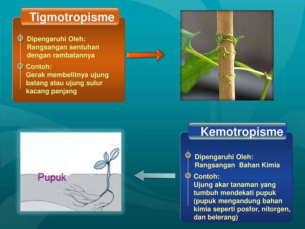 Detail Contoh Gambar Tigmotropisme Nomer 12