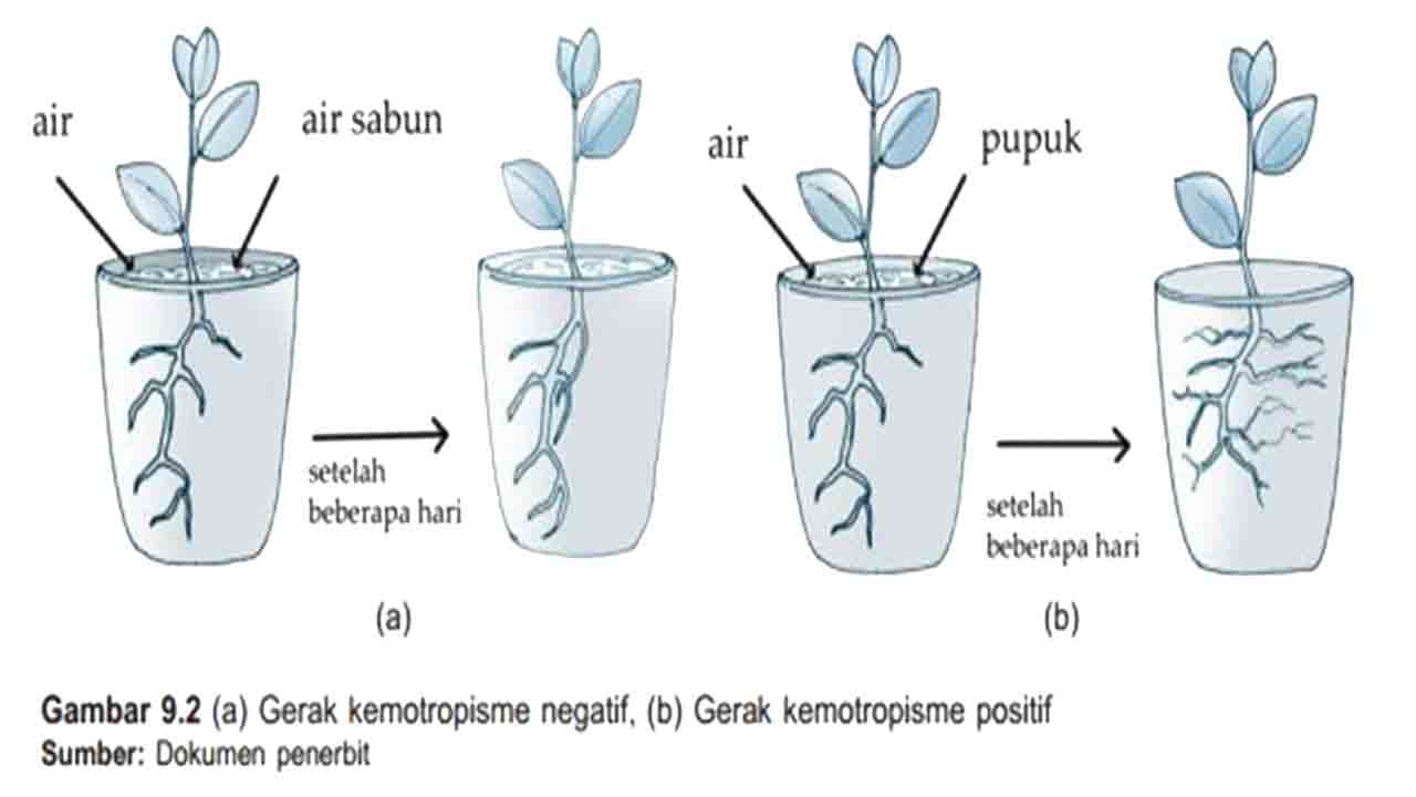 Detail Contoh Gambar Tigmotropisme Nomer 47