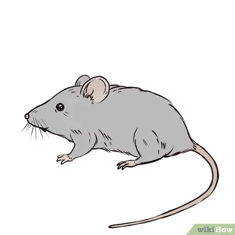 Contoh Gambar Tikus - KibrisPDR