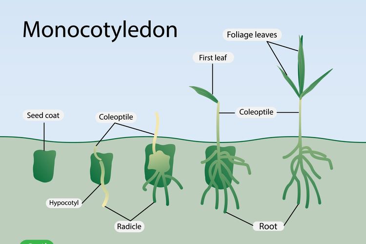 Detail Contoh Gambar Tumbuhan Dikotil Nomer 7