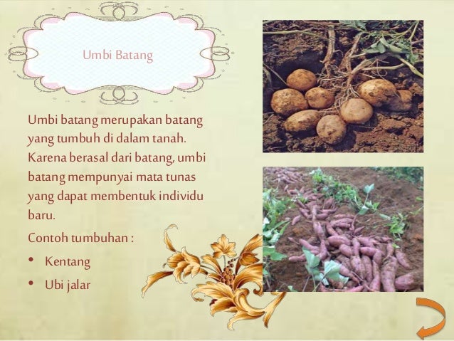 Detail Contoh Gambar Umbi Batang Nomer 38