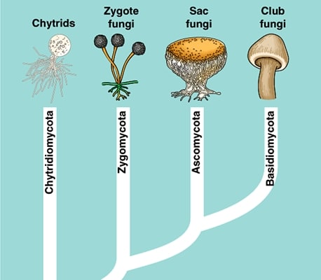 Detail Contoh Gambar Zygomycota Nomer 12