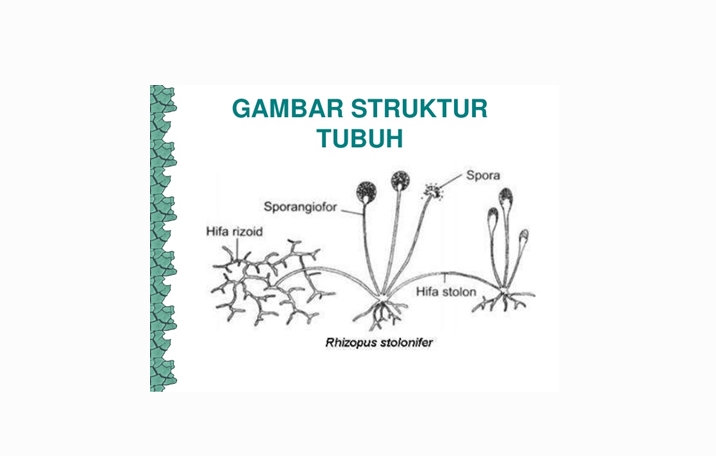 Detail Contoh Gambar Zygomycota Nomer 18