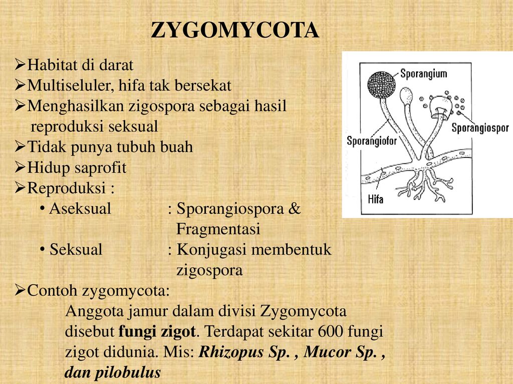 Detail Contoh Gambar Zygomycota Nomer 19