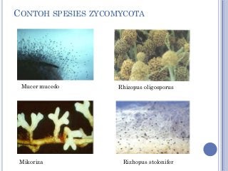 Detail Contoh Gambar Zygomycota Nomer 22