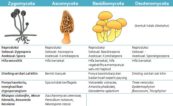 Detail Contoh Gambar Zygomycota Nomer 24