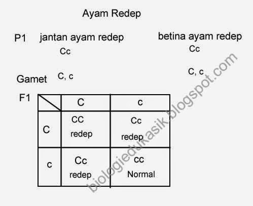 Detail Contoh Gen Dominan Nomer 16